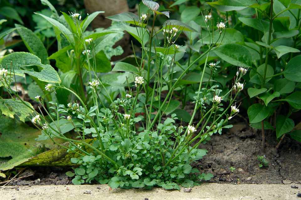 picture of hairy bittercress growing in a garden bed. Green foliage and small white flowers on long stems.